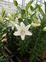 [5296 Gandhara No01.JPG]